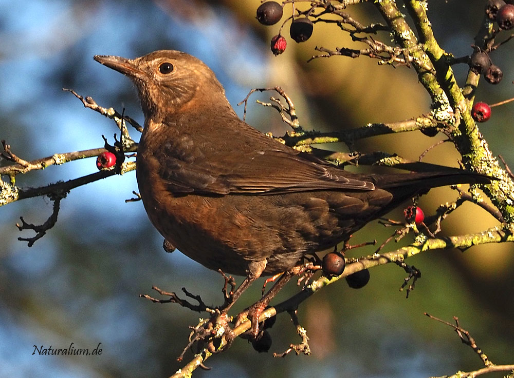 Amsel, Turdus merula w Amsel, Turdus merula w