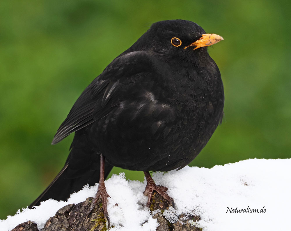 Amsel, Turdus merula m Amsel, Turdus merula m