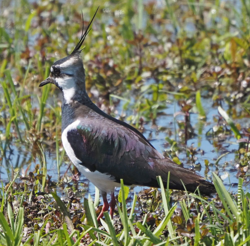 Kiebitz, Vanellus vanellus